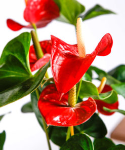 Buy Anthurium Online in Lahore, Islamabad, Karachi and Pakistan