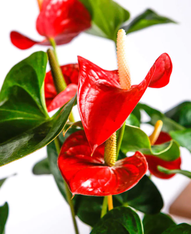 Buy Anthurium Online in Lahore, Islamabad, Karachi and Pakistan