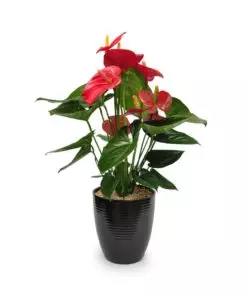 Buy Anthurium Online in Lahore, Islamabad, Karachi and Pakistan