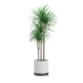 Marginata (Dracaena Marginata)  eTree.pk