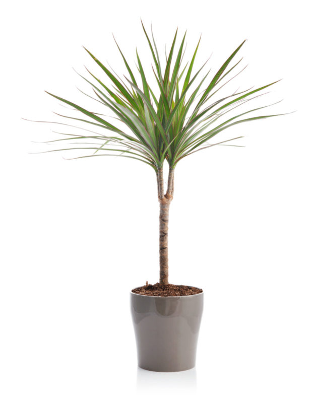 Buy Dracaena Online in Pakistan ( Lahore, Karachi, Islamabad) from etree