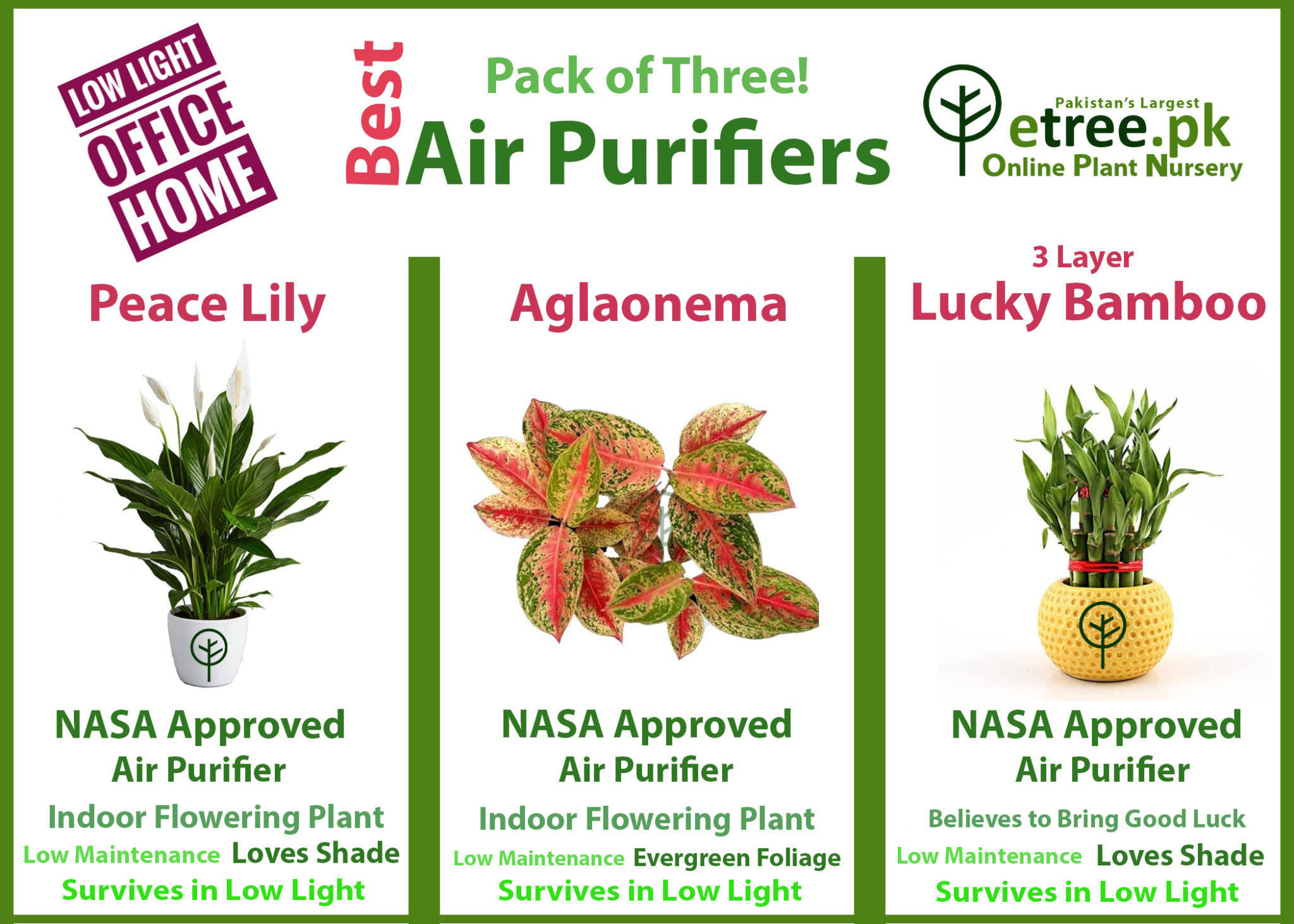 Best Air purifying packs