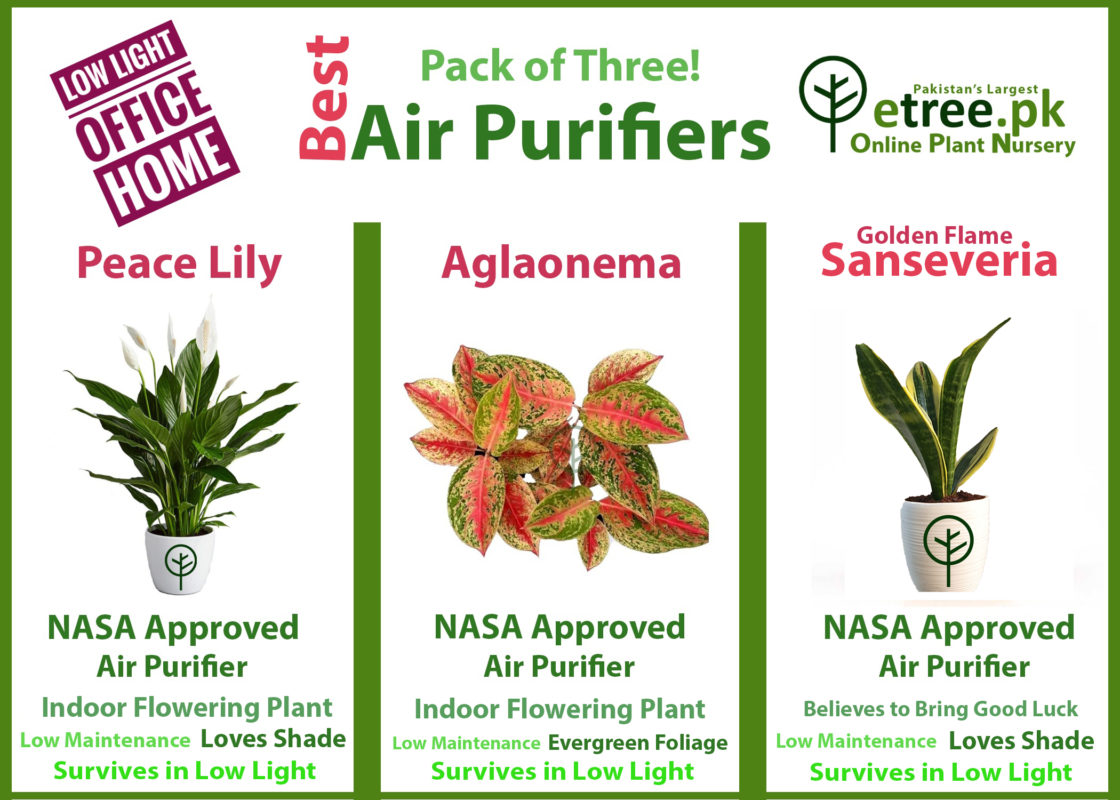 Air Purifying Plants In Pakistan