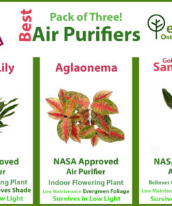 Best Air Purifying plants in Pakistan