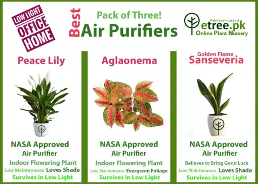 Best Air Purifying plants in Pakistan