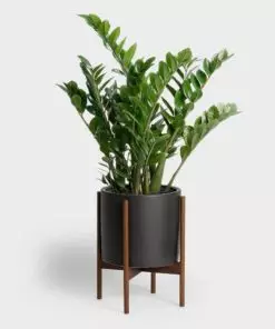 Buy ZZ Plant Online in Pakistan From Pakistan's Largest Online Nursery, Lahore, Islamabad, Karachi