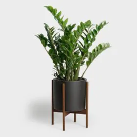 Zamioculcas zamiifolia, ZZ Plant ( Imported ) Image