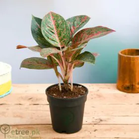 Aglaonema widuri, Aglaonema Red Peacock Aglaonema widuri, Aglaonema Red Peacock Image