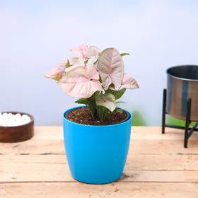 Syngonium ( Pink ) Image
