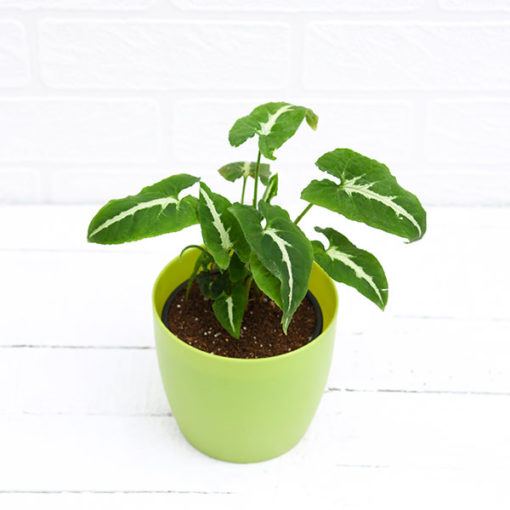 buy indoor syngonium wendlandi plant online -main