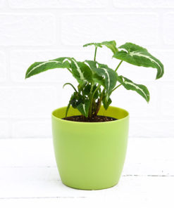 buy indoor syngonium wendlandi plant online -main