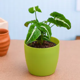 Syngonium wendlandi Image