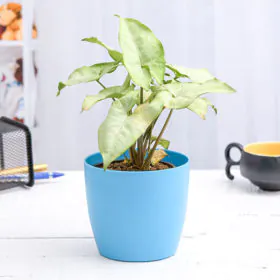 Syngonium Podophyllum Silver Pearl Image