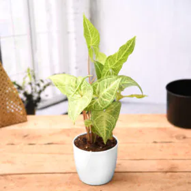 Syngonium Podophyllum White Butterfly Image