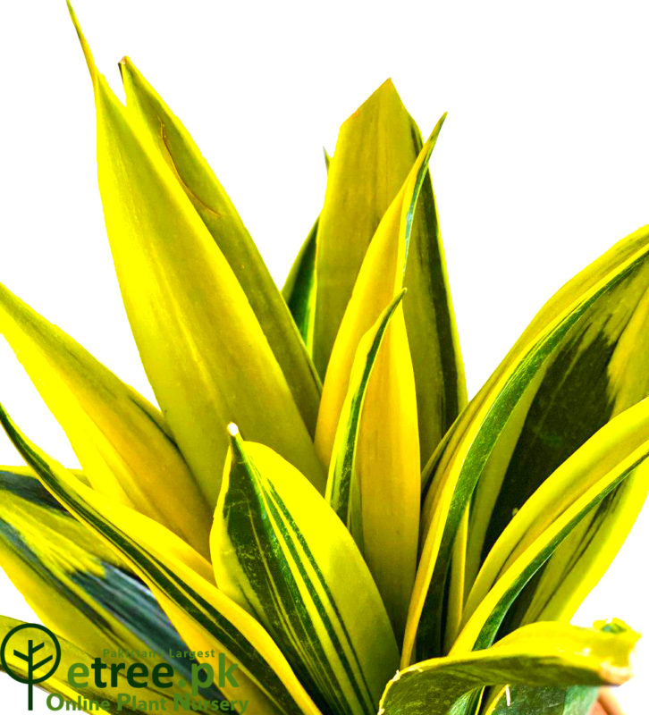 Buy Dwarf variegated golden flame Snake Plant online in Karachi, Lahore, Islamabad & Pakistan
