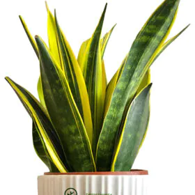 Sansevieria Trifasciata Gold Flame (Imported) | Golden Variegated Snake Plant Image
