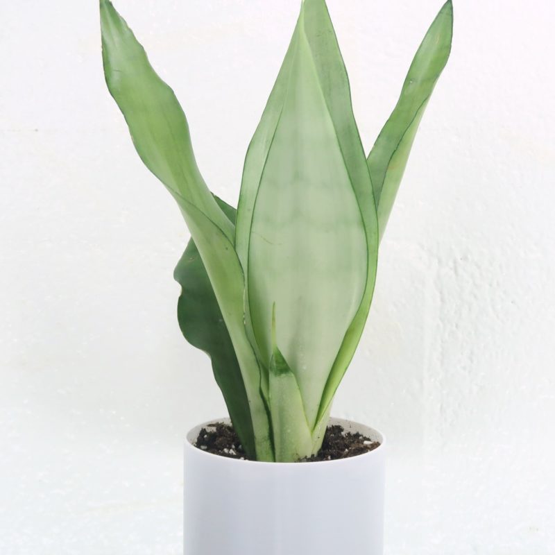 Silver Python Plant Sansevieria Moonshine | Silver Snake Plant (Imported) – eTree.pk