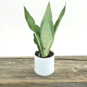 Sansevieria Moonshine | Silver Snake Plant (Imported) Sansevieria Moonshine | Silver Snake Plant (Imported) Image