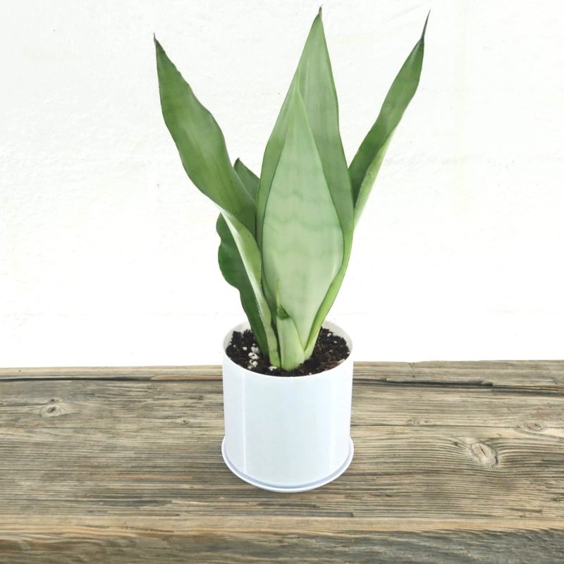 Buy Indoor Plants Online in Lahore Karachi Islamabad Pakistan