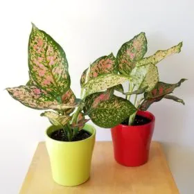 Aglaonema (Red and Green Color) | Valentine Chinese Evergreen Image