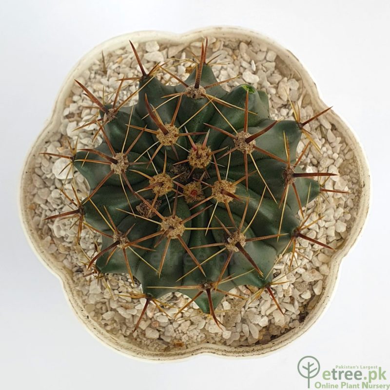 Ferocactus Emoryi (Engelm.) Orcutt