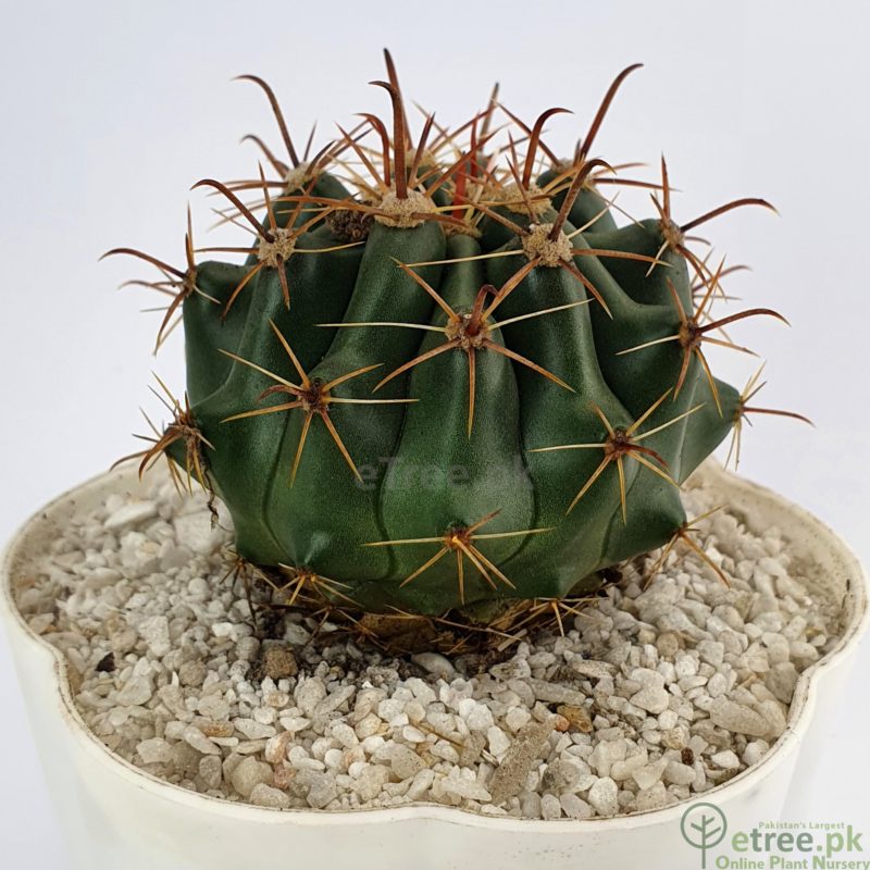 Ferocactus