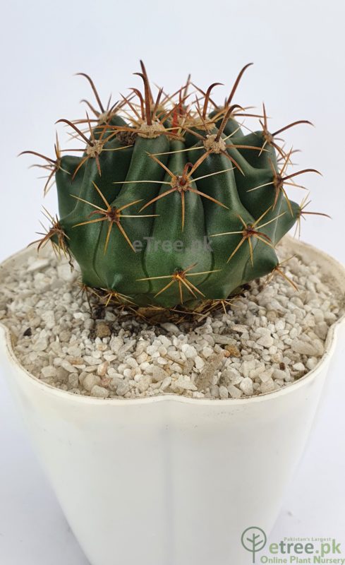 Ferocactus Emoryi (Engelm.) Orcutt