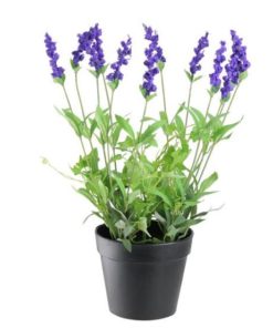 Buy Lavender Plant Online in Lahore, Islamabad, Karachi and Pakistan