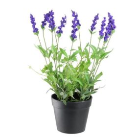 Lavender Plant - Imported Image