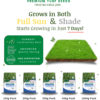 Buy imported Bermuda Grass Lawn Grass Seeds online in Pakistan with Free Delivery