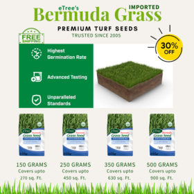 Bermuda Grass Seeds (Imported) - Premium Quality Image