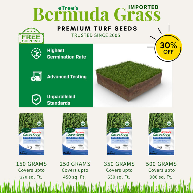 Buy Bermuda Grass Seeds Online in Pakistan 500g Pack Covers 900 sqft