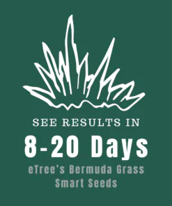 See Results in 8-20 days with eTree's bermuda Grass Seeds - imported