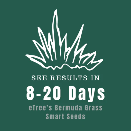 See Results in 8-20 days with eTree's bermuda Grass Seeds - imported