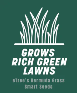 eTree’s Bermuda Grass Grows Rich Green Lawns