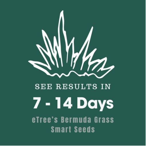 eTree's Bermuda Grass Seeds - grows in just 7-14 Days