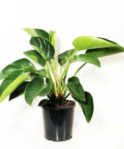 Buy Philodendron PLant online in Pakistan