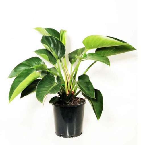 Buy Philodendron PLant online in Pakistan