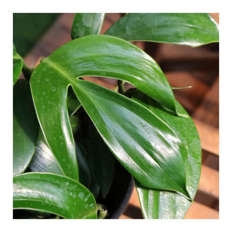 Dragon Tail Plant