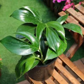 Dragon Tail Plant - Epipremnum pinnatum Dragon Tail Plant - Epipremnum pinnatum Image