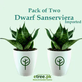 Pack of 2 Dwarf Snake Plants ( Imported ) | Dwarf Sansevieria Pack of 2 Dwarf Snake Plants ( Imported ) | Dwarf Sansevieria Image