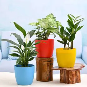 Cute Shade Loving Indoor Plants for Office& Home Image