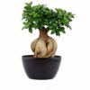 Buy Ficus Bonsai Online In Pakistan