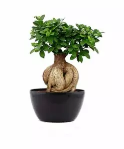 Buy Ficus Bonsai Online In Pakistan