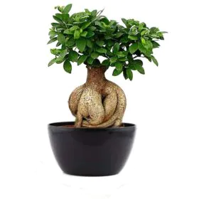Ficus Bonsai Plant - Genseng Bonsai Plant Ficus Bonsai Plant - Genseng Bonsai Plant Image