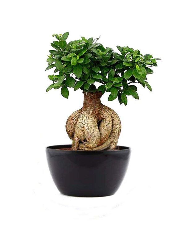 Buy Ficus Bonsai Online In Pakistan