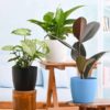 Buy Low Maintenance Indoor Plants in Pakistan Ideal for Home Decoration