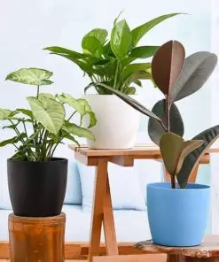 Buy Low Maintenance Indoor Plants in Pakistan Ideal for Home Decoration