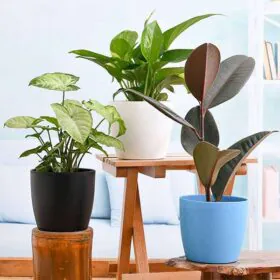 Low Maintenance Indoor Plants Bundle Ideal for Home Decoration Image