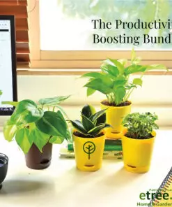 Productivity boosting Plant Bundle